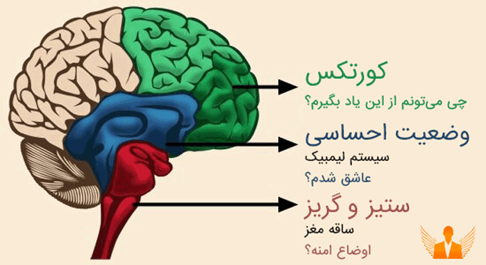 ساختار مغز و وضعیت‌ها وینگمن فارسی